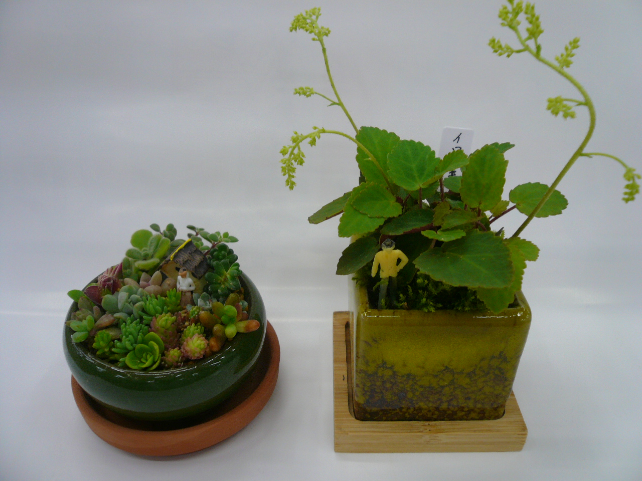 寄せ植え